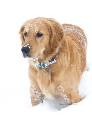  Tucker in the snow