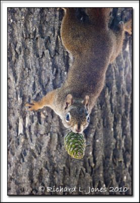 Red Squirrel with Pinecone 1.jpg