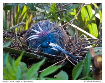 Tricolor and nest