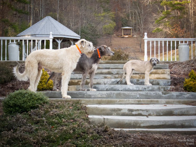 Mighty Joe Young, Mina and Baby Girl at Sweetwater Manor