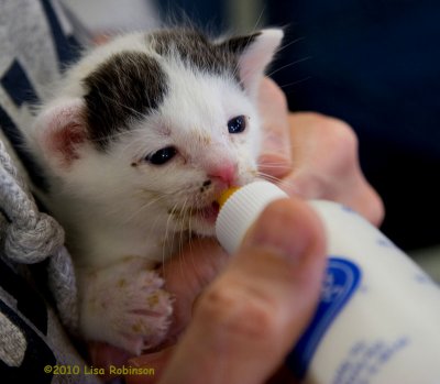 Another Hungry Kitten