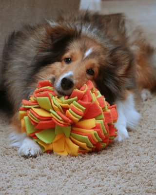 Maggie resting with her favorite toy after playtime