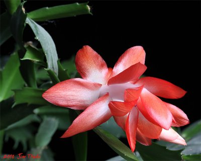 Christmas Cactus