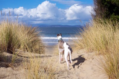 Fergus - sadly passed away Boxing Day 2010