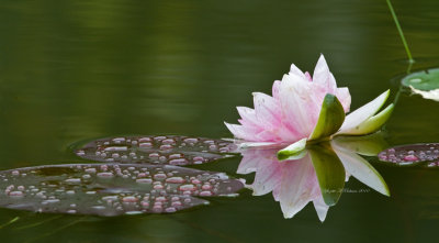 Lily Pad and Flower