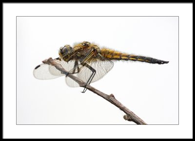 Four spot chaser