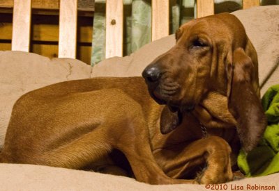 My Rescued  Bloodhound
