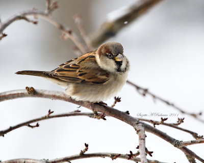  House Sparrow