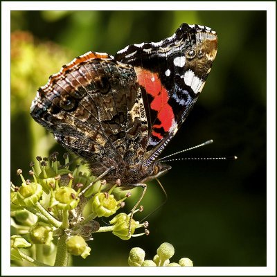 Red Admiral!
