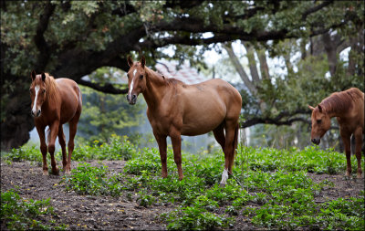 Horse x 3