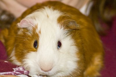 Thunder Campbell the Guinea Pig