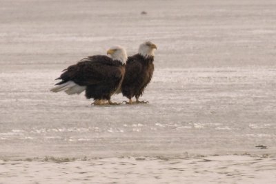 Mating Bald Eagle Pair