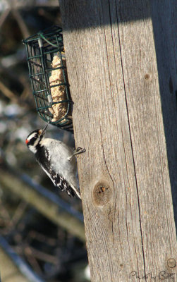 Hanging on_Downy Woodpecker