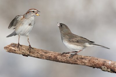 American Tree Sparrow and Dark-eyed Junco
