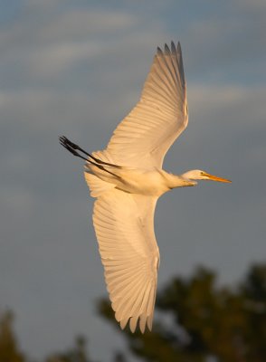 Great Egret in Sunset