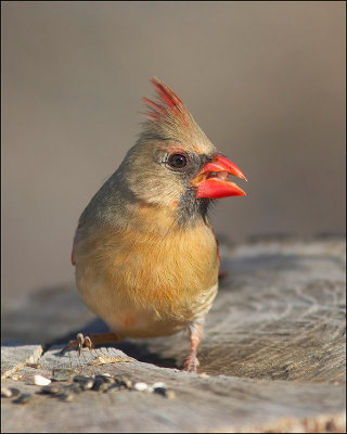 Northern Cardinal ( female)