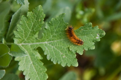 Red Caterpillar