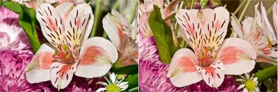 Alstroemeria, I think