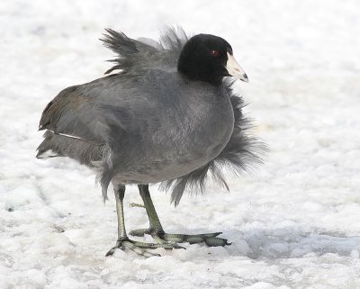 American Coot