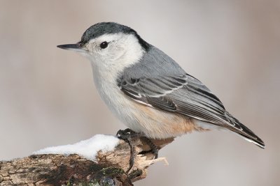 White-breasted Nuthatch