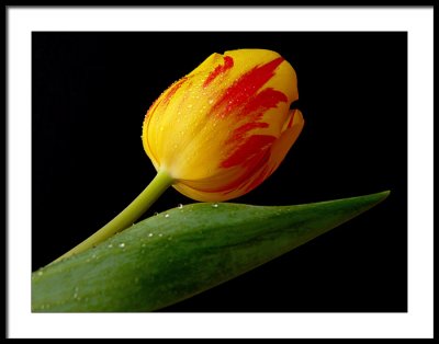 Raindrops keep falling on my tulips.....