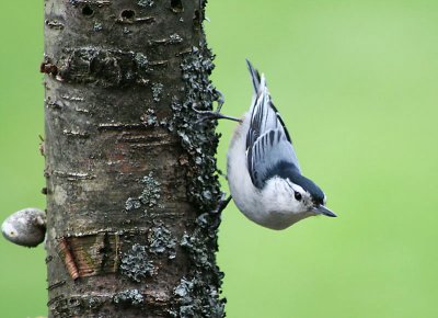 White-Breasted Nuthatch 
