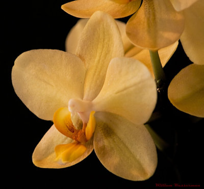 yellow phalaenopsis