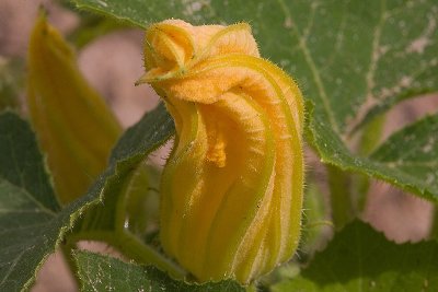 Closed Squash Flower.