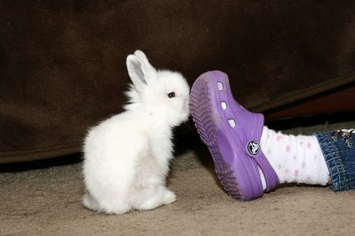 Big Foot or Little Rabbit ???