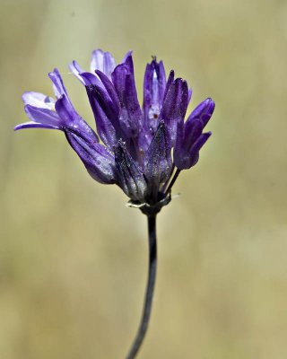 LINDERO ROAD, WILDFLOWERS, WILDLIFE, HOMES