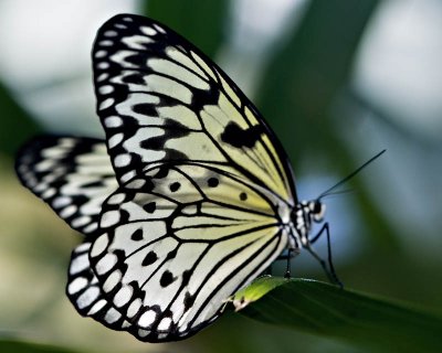 BUTTERFLY EXHIBIT, WILD ANIMAL PARK 2009