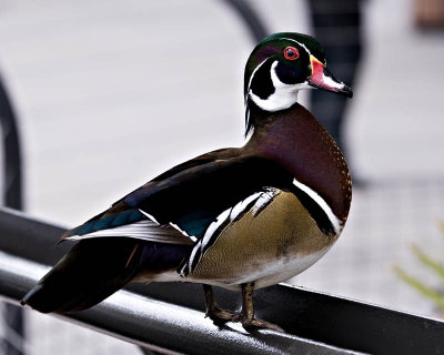 g1/95/41195/3/111899996.o8UuP3zm.jpg