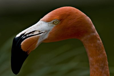 g1/95/41195/3/111900716.dZgGtbRj.jpg