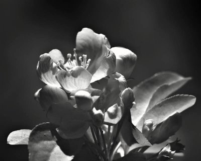 LA ARBORETUM