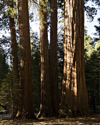 g1/95/41195/3/113292920.ACaAEA0P.jpg