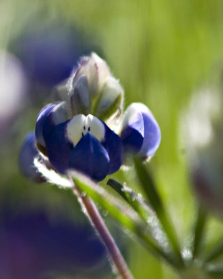 g1/95/41195/3/113293008.TMMPVAbj.jpg