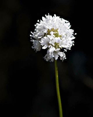 g1/95/41195/3/113293020.xUxJO1A8.jpg