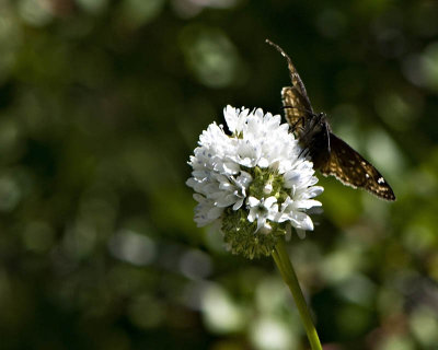 g1/95/41195/3/113293030.IPrEAgel.jpg