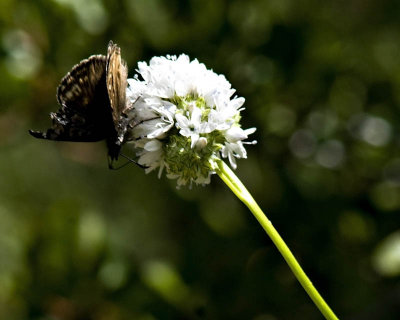 g1/95/41195/3/113293042.iDpjvjtF.jpg