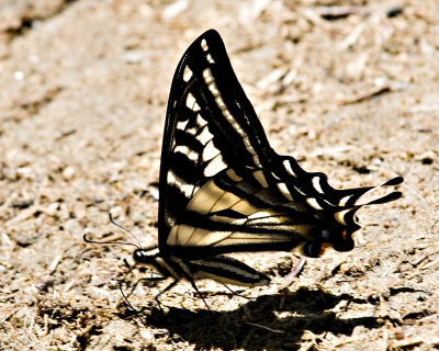 g1/95/41195/3/113311805.lpmE2S6t.jpg