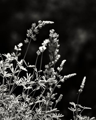g1/95/41195/3/113332504.SH9oGfFb.jpg
