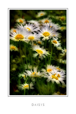 Daisys