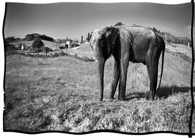 Elefante Dali'