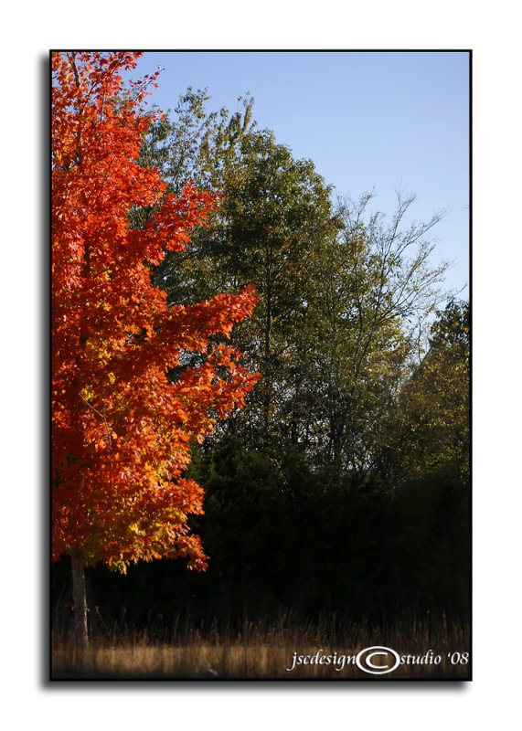 Morning Maple<br>October 27