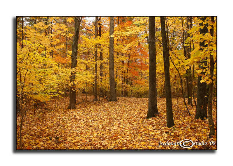 Walk in the Woods II