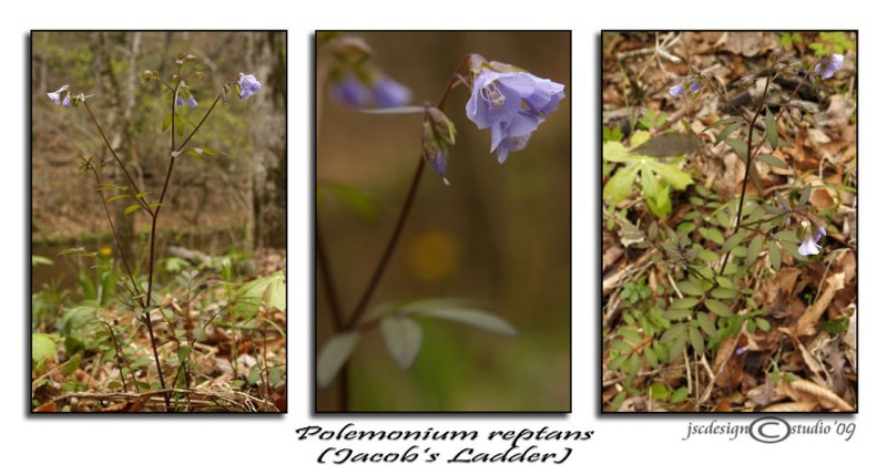 Polemonium reptans<br>(Jacobs Ladder)