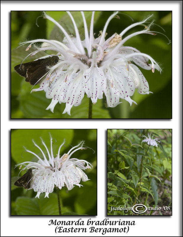 Monarda bradburiana<br>(<i>Eastern Burgamot</i>)