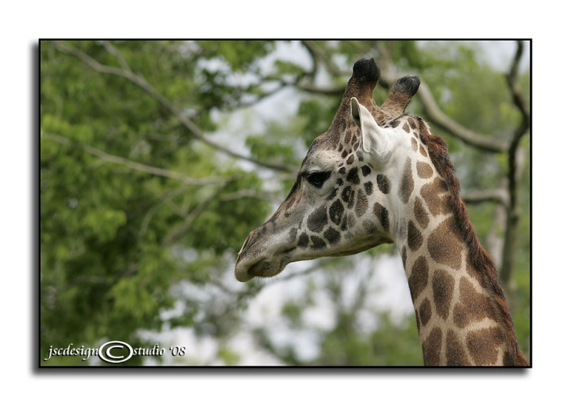 Long Neck