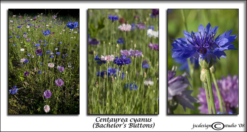 Centaurea cyanus<br>(<i>Bachelors Buttons</i>)