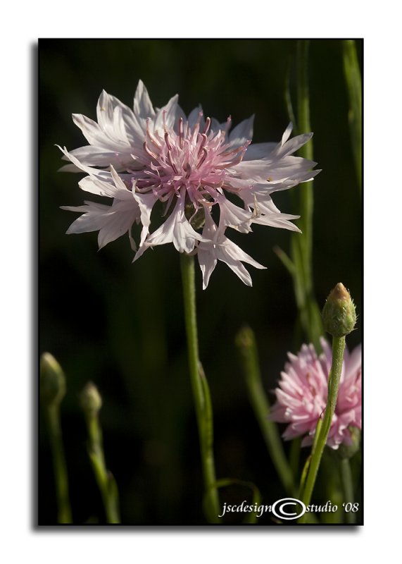 Centaurea cyanus<br>(<i>Bachelors Buttons</i>)